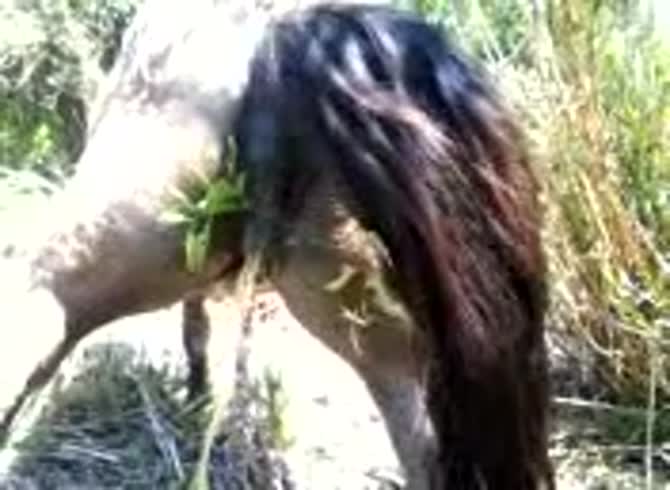 Video :Horse pissing got filmed in zoophilia porno
